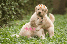 Helen GIF - Helen GIFs