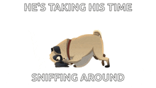 Pug Sniff GIF - Pug Sniff Dog GIFs