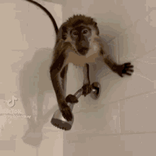 Poketjeu Monkey GIF - Poketjeu Monkey Jump GIFs