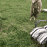 Sheep Kicking Chair Sheep Jumping GIF - Sheep Kicking Chair Sheep Jumping GIFs