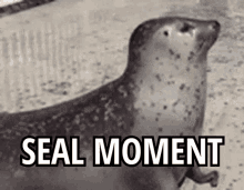seal seal moment