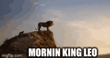 morning leo hi kingleo