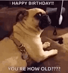 Youre How Old Dogs GIF - Youre How Old Dogs Pugs GIFs