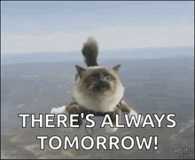 Cat Skydive GIF - Cat Skydive Silly GIFs