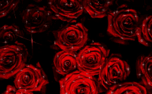 Roses GIF
