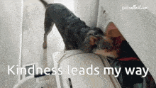 a dog sniffing clothes in a washing machine with the words kindness leads my way above it