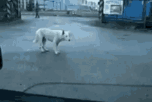 Dog Bounce GIF - Dog Bounce Funny Animals GIFs
