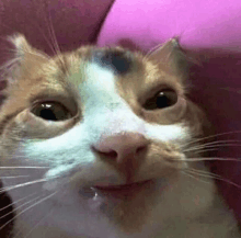 Cat Drool GIF - Cat Drool Ugly GIFs
