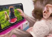 Missmlsery Baby Monkey GIF - Missmlsery Baby Monkey Monkey GIFs