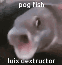 Luix Dextructor Fish GIF - Luix Dextructor Fish Pog Fish GIFs