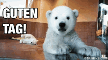 Guten Tag Polar Bear GIF - Guten Tag Polar Bear GIFs