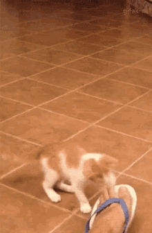 Silly Kitty Crazy GIF