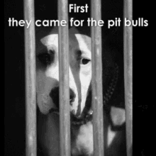 First They Came For The Pitbulls GIF - Prison Sad Depressing GIFs