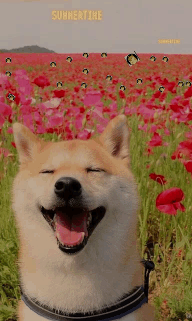 Dogecoin Doge Meme GIF - Dogecoin Doge Meme Summertime - Discover & Share  GIFs