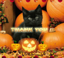Happy Halloween Thank You GIF - Happy Halloween Thank You Black Cat GIFs