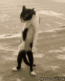 swag cat kitty cute standing