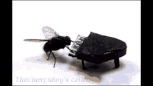 Fly Funny GIF - Fly Funny GIFs