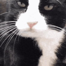 a close up of a cat 's nose and whiskers