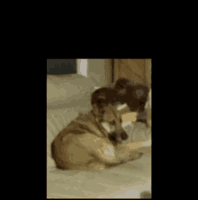 Zenith Dog GIF - Zenith Dog Spinnig Dog GIFs