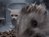 Murderous Intent Angry Cat GIF - Murderous Intent Angry Cat Cat Stare GIFs