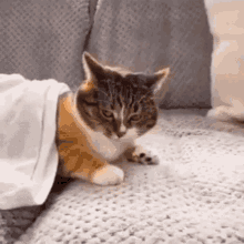 Shocked Cat Scared Cat GIF - Shocked Cat Cat Scared Cat GIFs