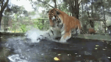 cats tiger water playing cute