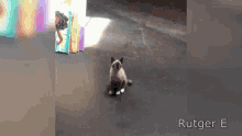 Wasted Cat GIF - Wasted Cat GIFs