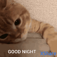 night cat