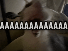 a cat with its mouth open and the words aa aa aa aa aa