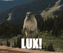 Lux Marmot GIF - Lux Marmot GIFs