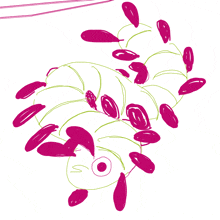 a drawing of a plant with purple flowers and green leaves on a white background