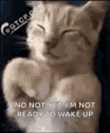 Cat Sleep GIF - Cat Sleep Tired GIFs
