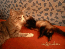 Ugh, Stop GIF - Cats Ferrets Annoying GIFs