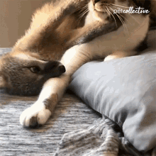 Playing The Pet Collective GIF - Playing The Pet Collective Playful GIFs