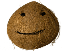 a close up of a coconut with a face drawn on it