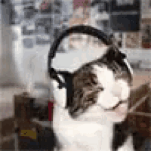 Cats Headphones GIF
