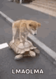 funny animals lmaolma dogs turtles going for a ride