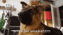 Dogs Bitch GIF - Dogs Bitch Say What GIFs