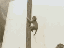 Funny Animals Climbing Monkey GIF