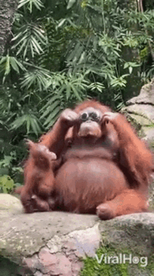 Orangutan Viralhog GIF - Orangutan Viralhog Put On Sunglasses GIFs
