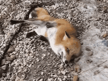 Chuckles The Fox Lives Up His Namesake GIF - Chuckles Fox Laughing GIFs