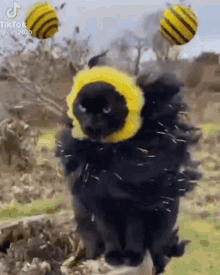 Cat Bee GIF - Cat Bee Bumble Bee GIFs