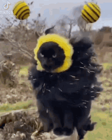 GIF