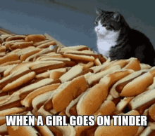 When A Girl Goes On Tinder GIF - Hot Dogs Cat GIFs