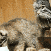 a close up of a cat looking at something