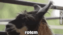Rotem GIF - Rotem GIFs