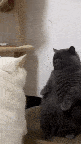a white cat and a gray cat are sitting on a cat tree .