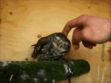 That'S The Spot GIF - Owl Pet Animals GIFs