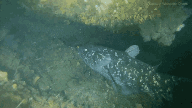 coelacanth-living-fossil.gif