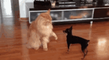 Cats And Dogs Fight GIF - Cats And Dogs Fight Funny GIFs